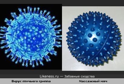 Вирус птичьего гриппа под микроскопом похож на массажный мяч