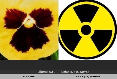 Цветок похож на знак радиации