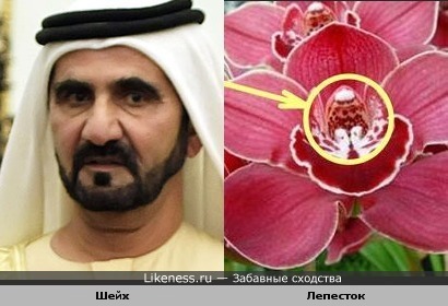 Центральный лепесток орхидеи похож на шейха. Ну похож же!