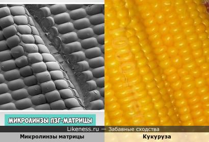 Кукуруза и микролинзы матрицы