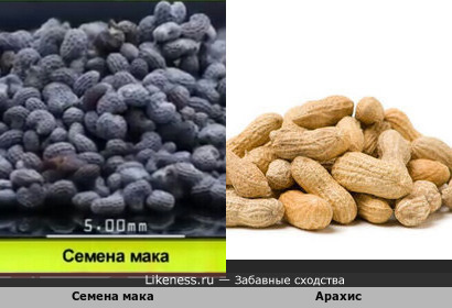 Семена мака при увеличении похожи на арахис
