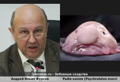 Андрей Ильич Фурсов похож на рыбу-каплю (Psychrolutes marcidus)