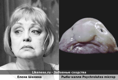 Елена Шанина похожа на рыбу-каплю Psychrolutes microporos