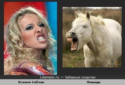 Ксения Собчак похожа на лошадь.