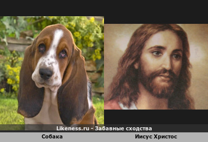 Собака напоминает Иисуса Христоса