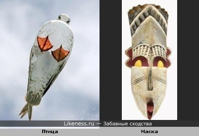 Птица напоминает африканскую маску