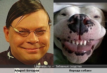 Андрей Бочаров похож на собаку