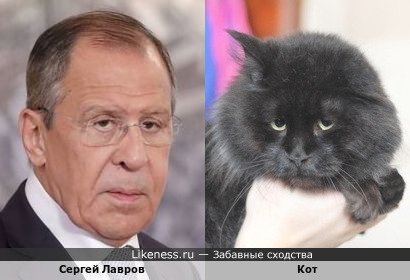 Сергей Лавров и кот
