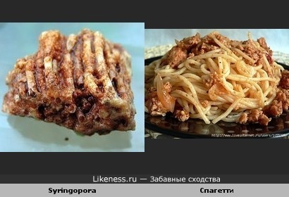 Древние табуляты Syringopora похожи на спагетти