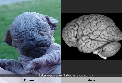 Новорожденный кот-сфинкс похож на мозг
