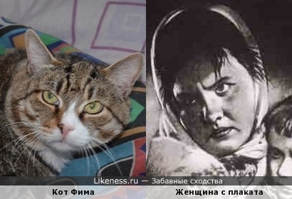 Мой кот напомнил мне героиню советского плаката &quot;Воин красной армии спаси&quot;