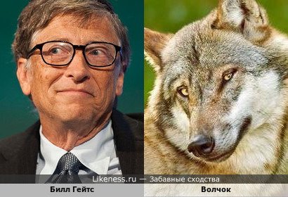 Билл Гейтс и волчок хотят укусить за бочок