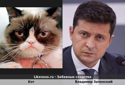 Кот похож на Владимира Зеленского