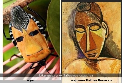 Этот жук похож на лицо девушки с картины Пабло Пикассо