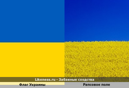 Флаг Украины и Рапсовое поле
