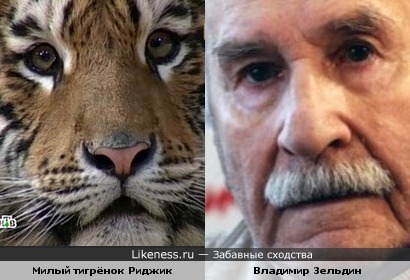 Владимир Зельдин похож на тигренка