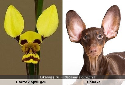 Цветок орхидеи напоминает собачью морду