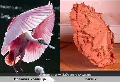 Розовая колпица напоминает зонтик