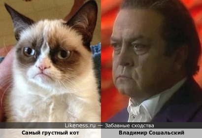 Самый грустный кот и Владимир Сошальский