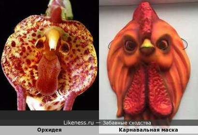 Орхидея напоминает карнавальную маску (петух)