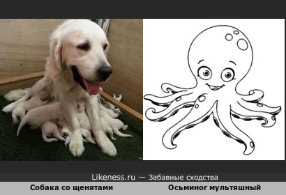 Собака со щенятами напоминает осьминога