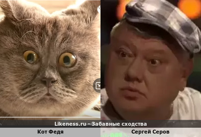 Кот Федя похож на Сергея Серова