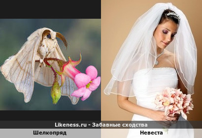 Шелкопряд напоминает невесту
