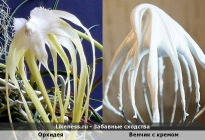 Орхидея напоминает венчик с кремом