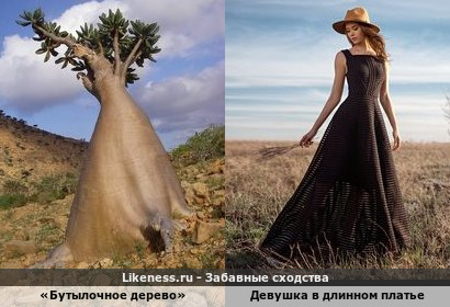 Роза пустыни Сокотры, или бутылочное дерево напоминает девушку в длинном платье