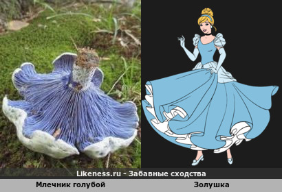 Карета из тыквы, а платье из гриба