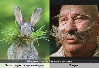 Заяц с пучком травы во рту и Пацюк