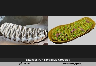 Зуб слона напоминает митохондрию в разрезе (энергетическую станцию живой клетки)
