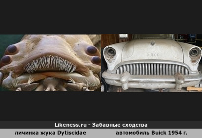 Личинка водного жука Dytiscidae и автомобиль Buick 1954 г