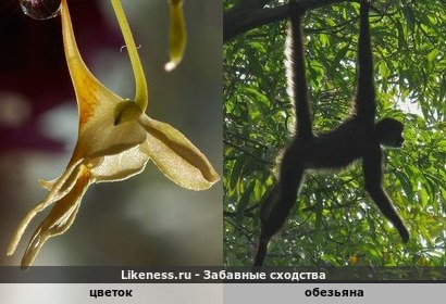 Цветок изобразил висящую на ветке обезьяну