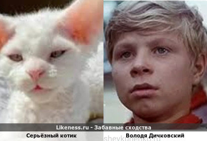 Серьёзный котик напоминает Володю Дичковского