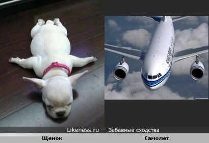 Этот щенок похож на самолет