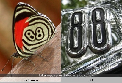 Бабочка под номером 88