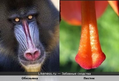Нос обезьяны похож на пестик.