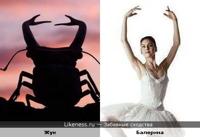 У жука клешни, как руки у балерины.