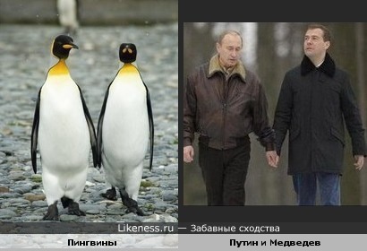 Путин и Медведев как пара пингвинов