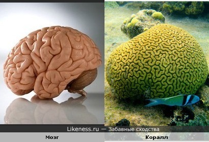 Коралл похож на человеческий мозг
