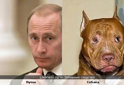 Путин похож на собаку