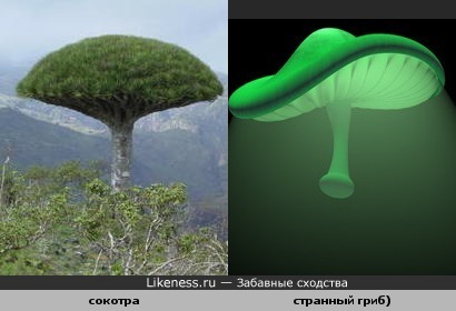 дерево сокотра похожа на гриб