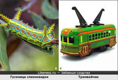 Гусеница слизневидки напоминает трамвайчик