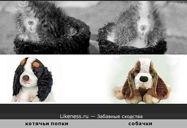 В каждой кошке... есть собачки немножко!) В каждой кошке... есть собачки немножко!)