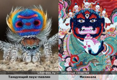 Паук-павлин и буддистское существо