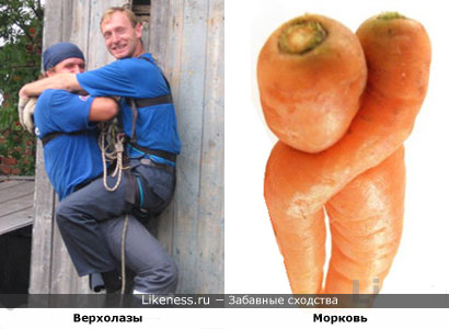 Верхолазы похожи на морковь