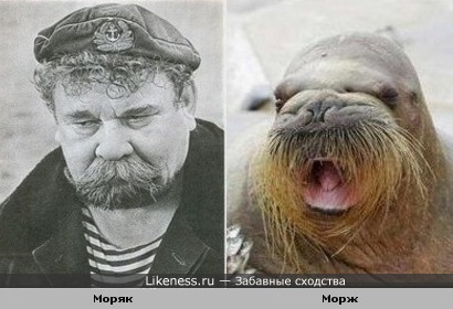 Морж и моряк похожи