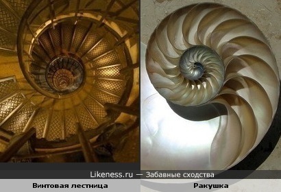 Винтовая лестница похожа на ракушку