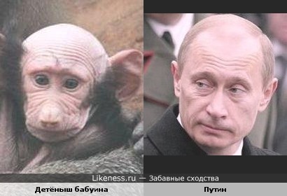 Детёныш бабуина похож на Владимира Путина